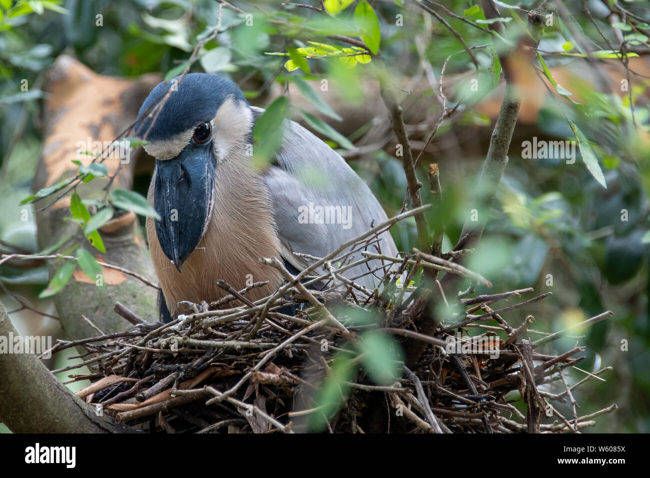 Boat-billed heron assis dans un nid dans un arbre Banque D'Images