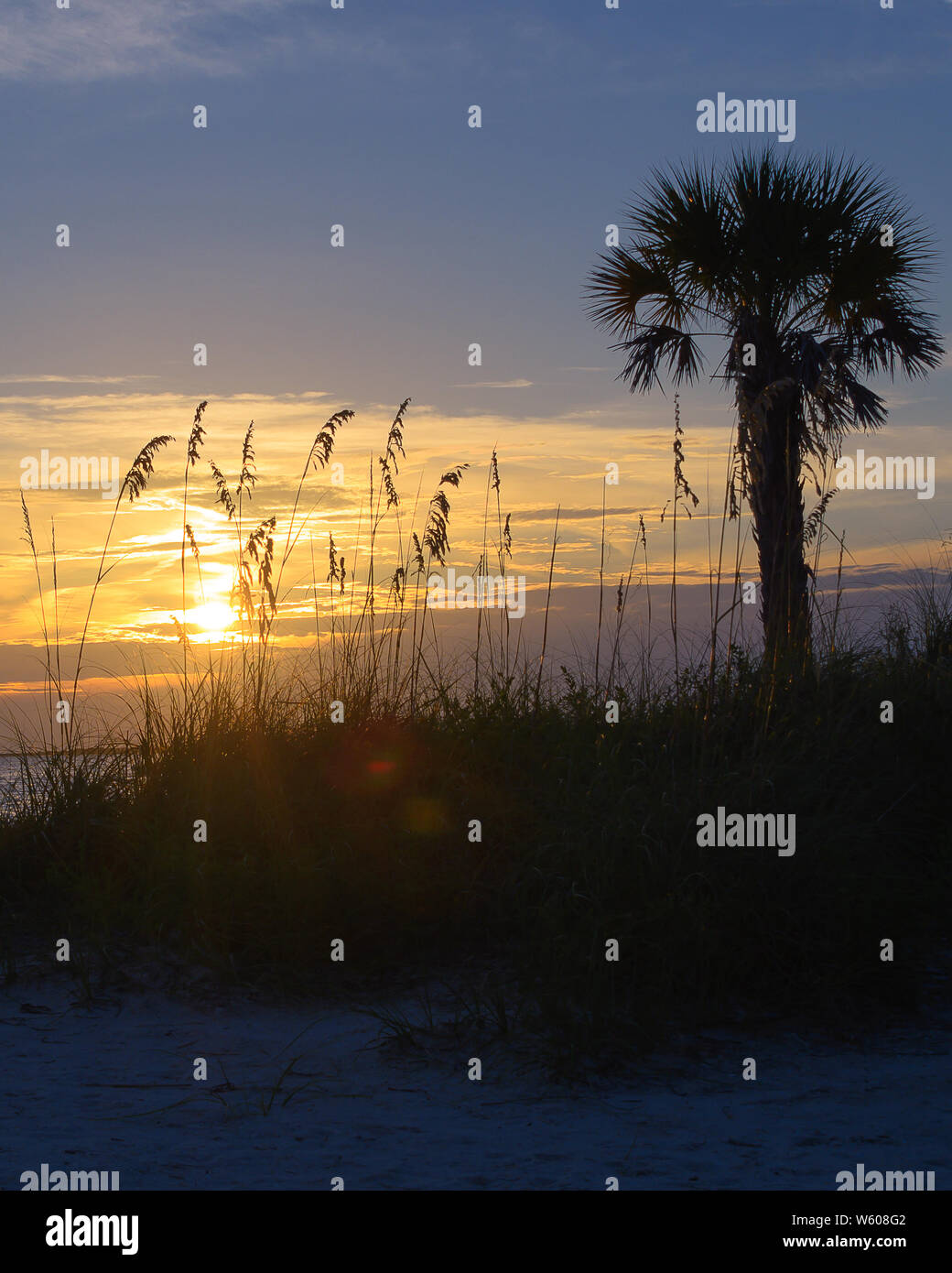 Silhouette de la plage avec un palmier et la mousse de mer et l'océan au loin au coucher du soleil - vertical shot Banque D'Images