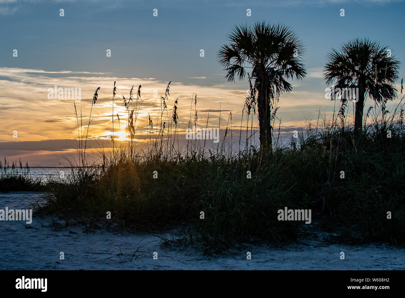 Silhouette de la plage avec des palmiers et de la mer d'herbes et de l'océan dans la distance au coucher du soleil Banque D'Images