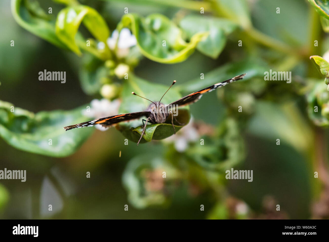 Les extensions sont réparties pour l'équilibre délicat que Fox Moth se repose un instant sur une feuille verte. Banque D'Images