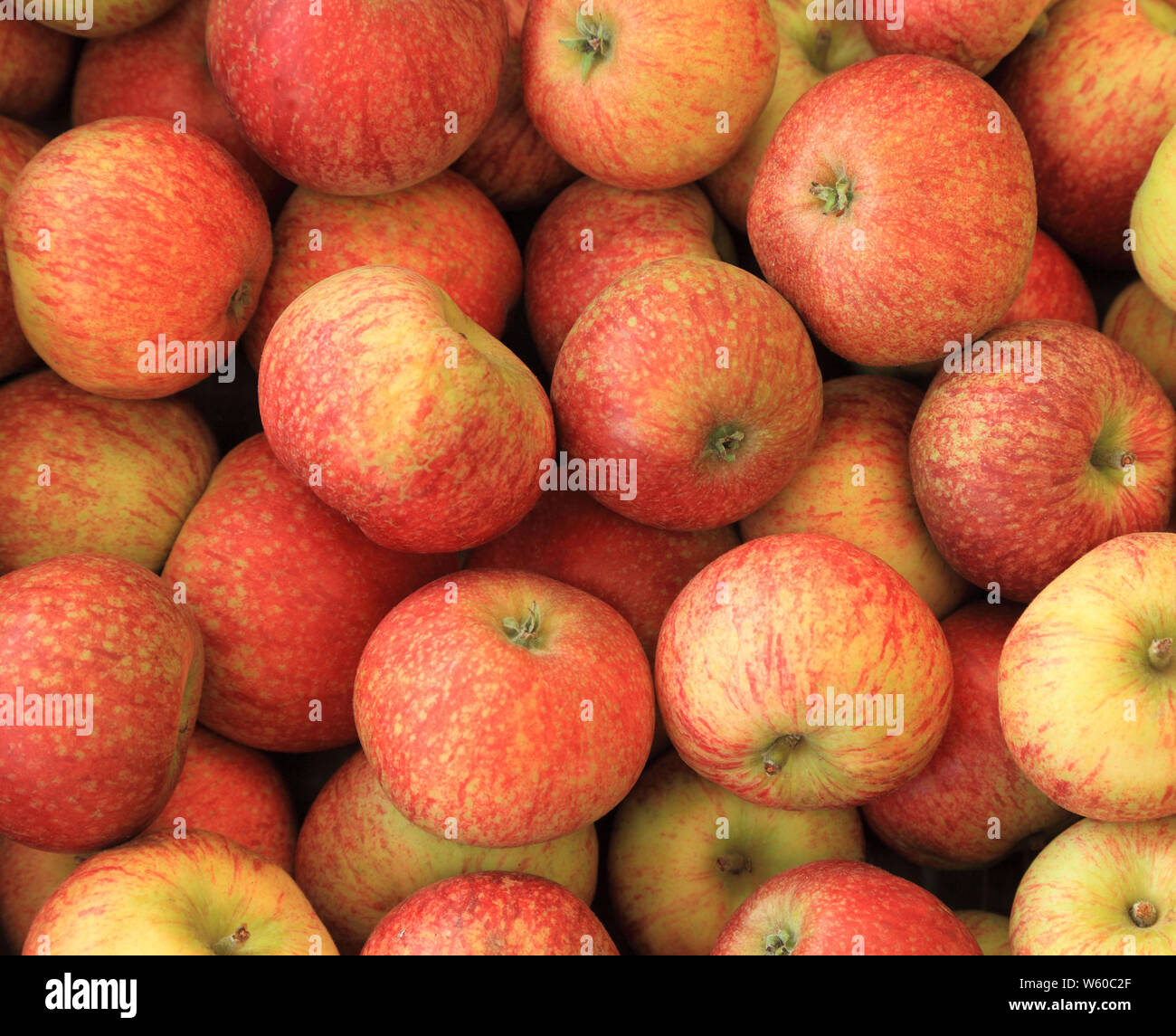 La pomme 'Beauté de baignoire', les pommes, de variétés, variétés, farm  shop display, Norfolk, Angleterre Photo Stock - Alamy