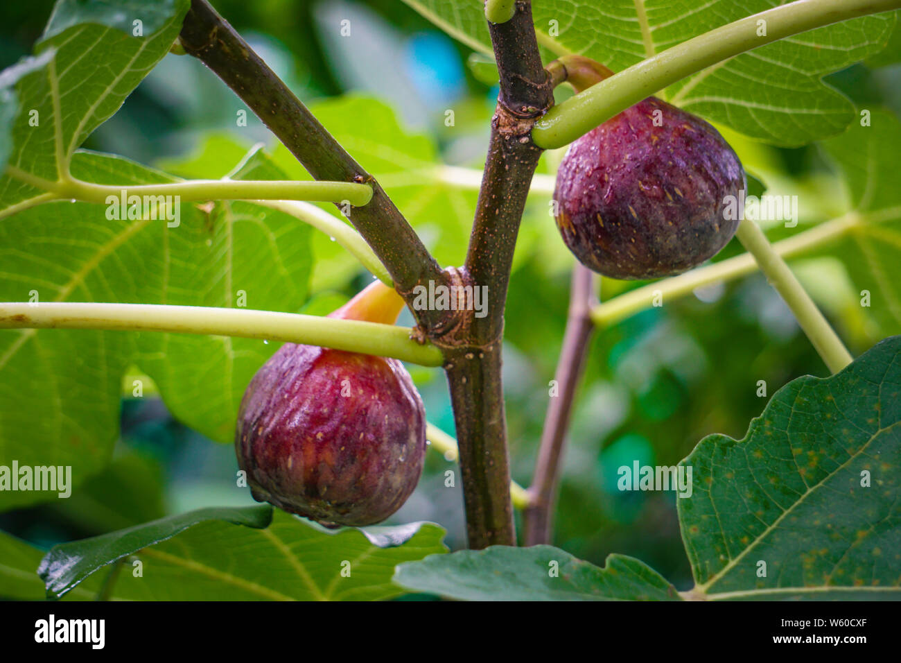 Ficus racemosa (syn. Ficus glomerata Roxb.) est une espèce de plante de la famille des Moraceae. Populairement connu comme le figuier, cluster Banque D'Images