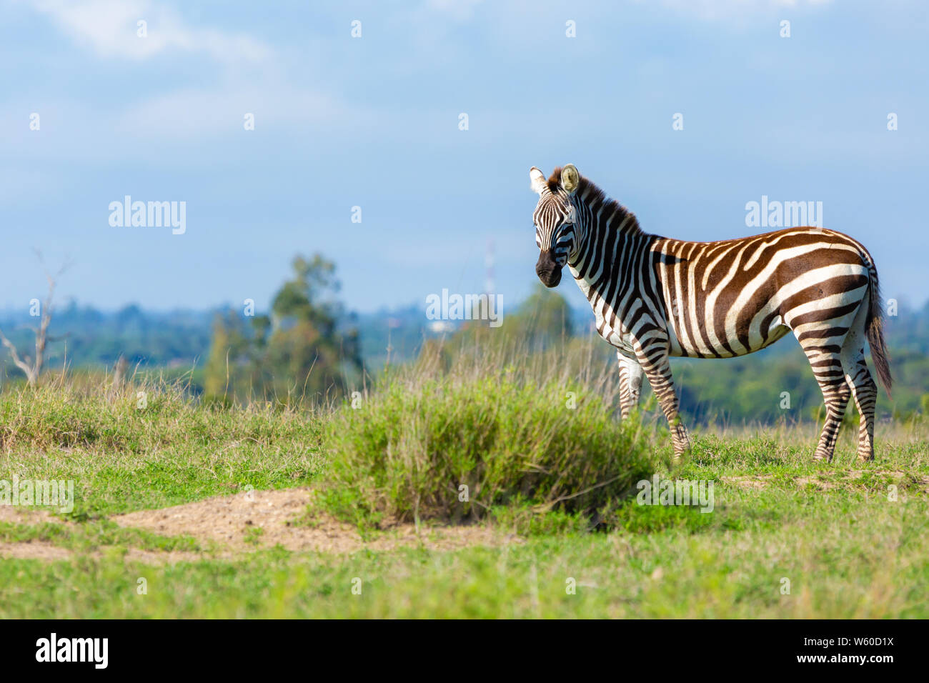 Photographie couleur de single side-sur le zèbre de Burchell (Equus burchelli), porté à l'Ol Pejeta Conservancy, au Kenya. Banque D'Images