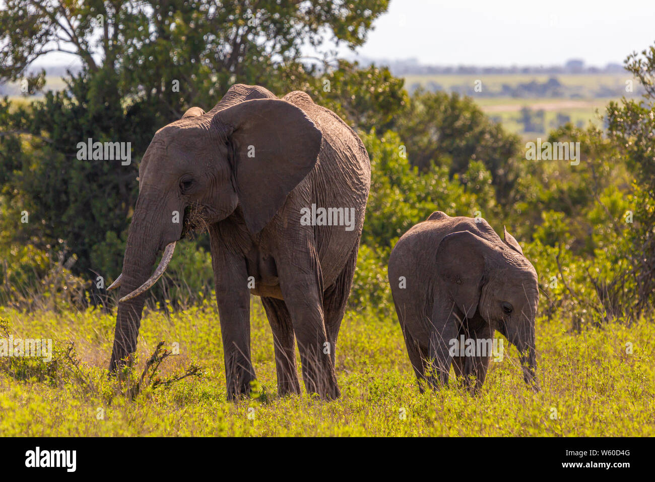 Photographie couleur de côte à côte les éléphants (vache et veau) face caméra, prises à Ol Pejeta Conservancy, au Kenya. Banque D'Images