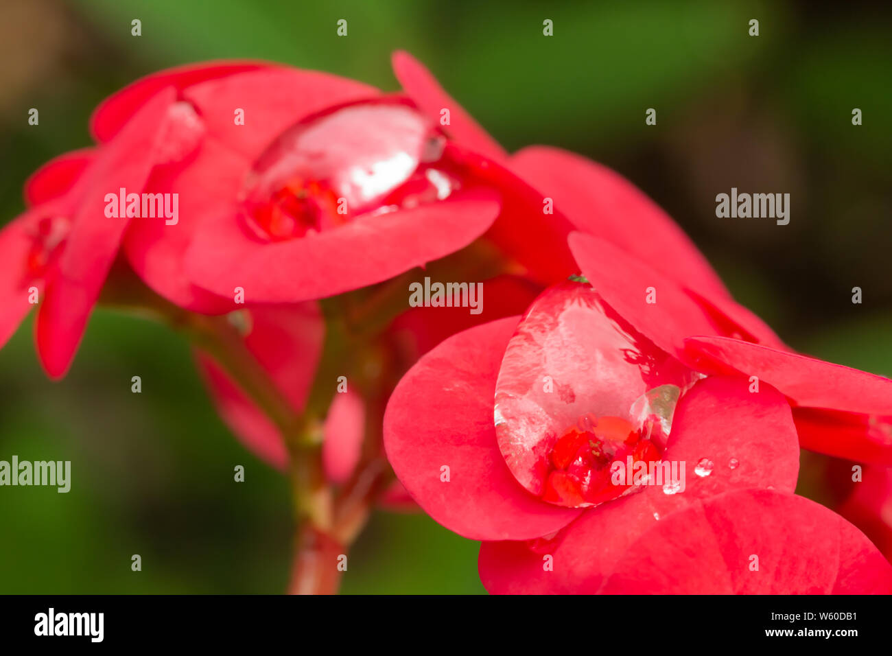 Photographie Macro de gouttelettes d'eau sur de grandes fleurs rouge de l'usine de Christ (Euphorbia milii), pris en Nanyuki, Kenya. Banque D'Images