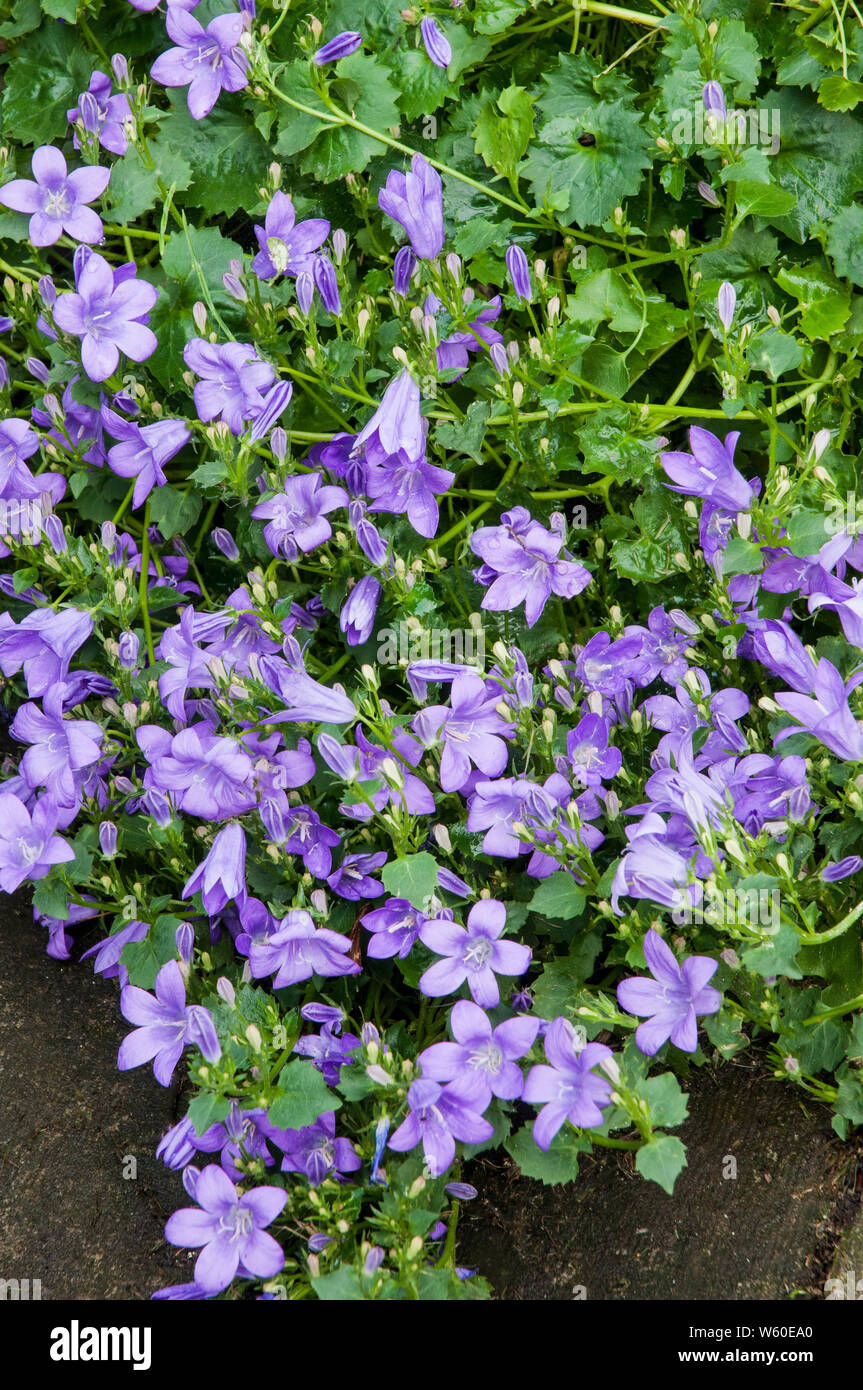 Bellflower Campanula poscharskyana ou une vigoureuse plante vivace à fleurs violettes en retrait vers le bas d'un mur de pierre Banque D'Images
