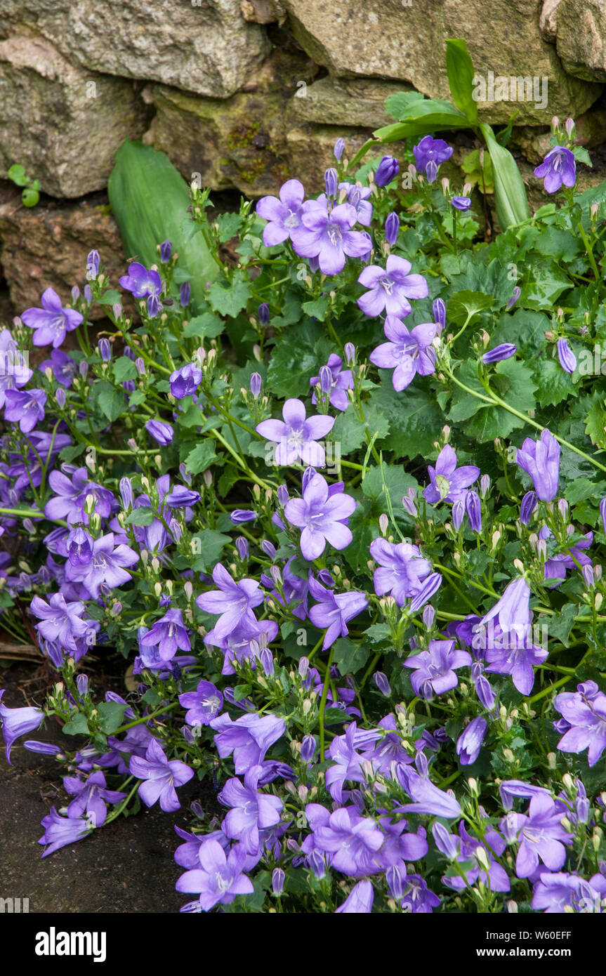 Bellflower Campanula poscharskyana ou une vigoureuse plante vivace à fleurs violettes en retrait vers le bas d'un mur de pierre Banque D'Images