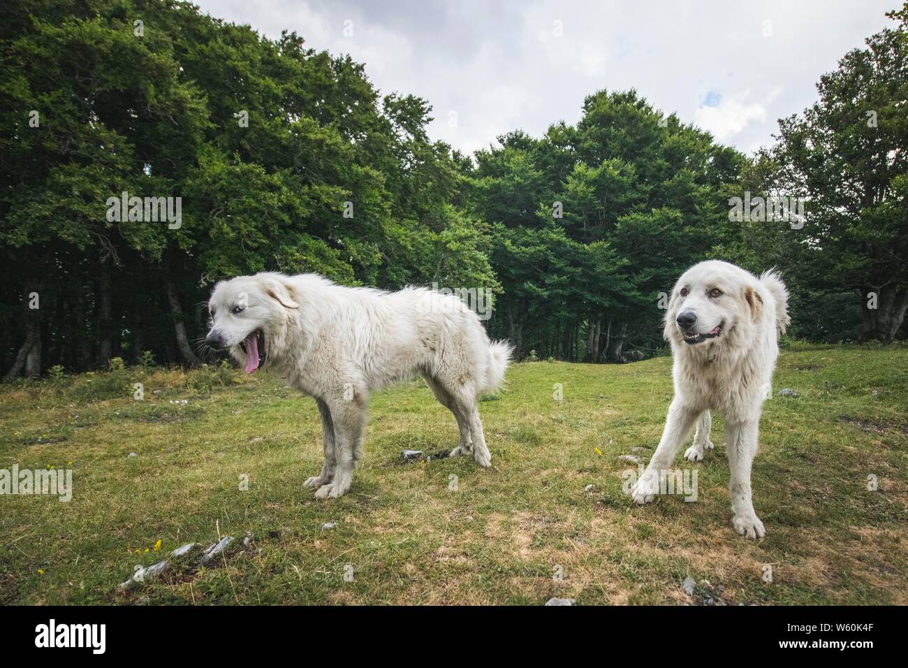 Le Grand Chien de Montagne des Pyrénées Pyrénées aka Banque D'Images