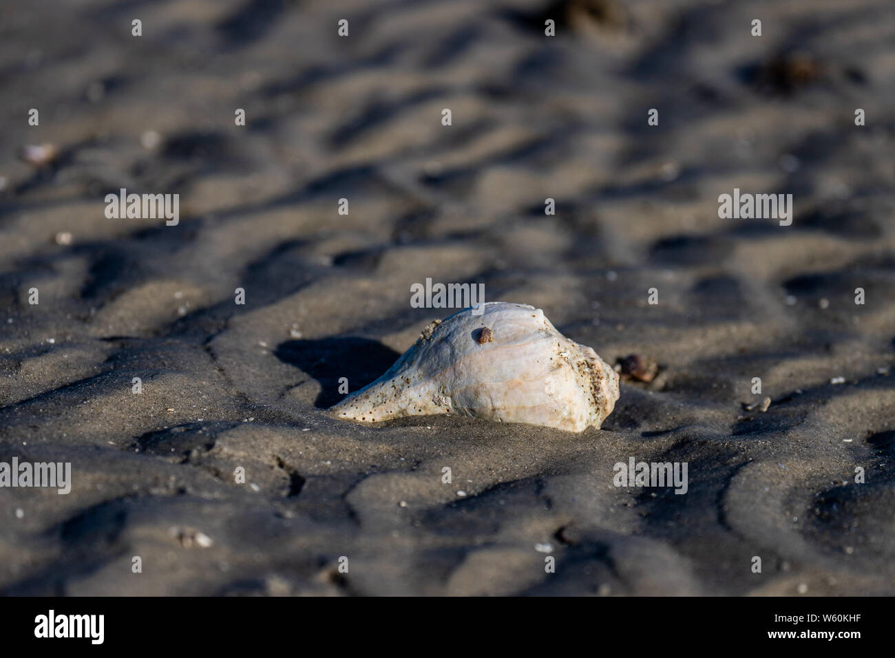 Pose des coquillages sur la plage de sable du littoral de Nantucket. Banque D'Images