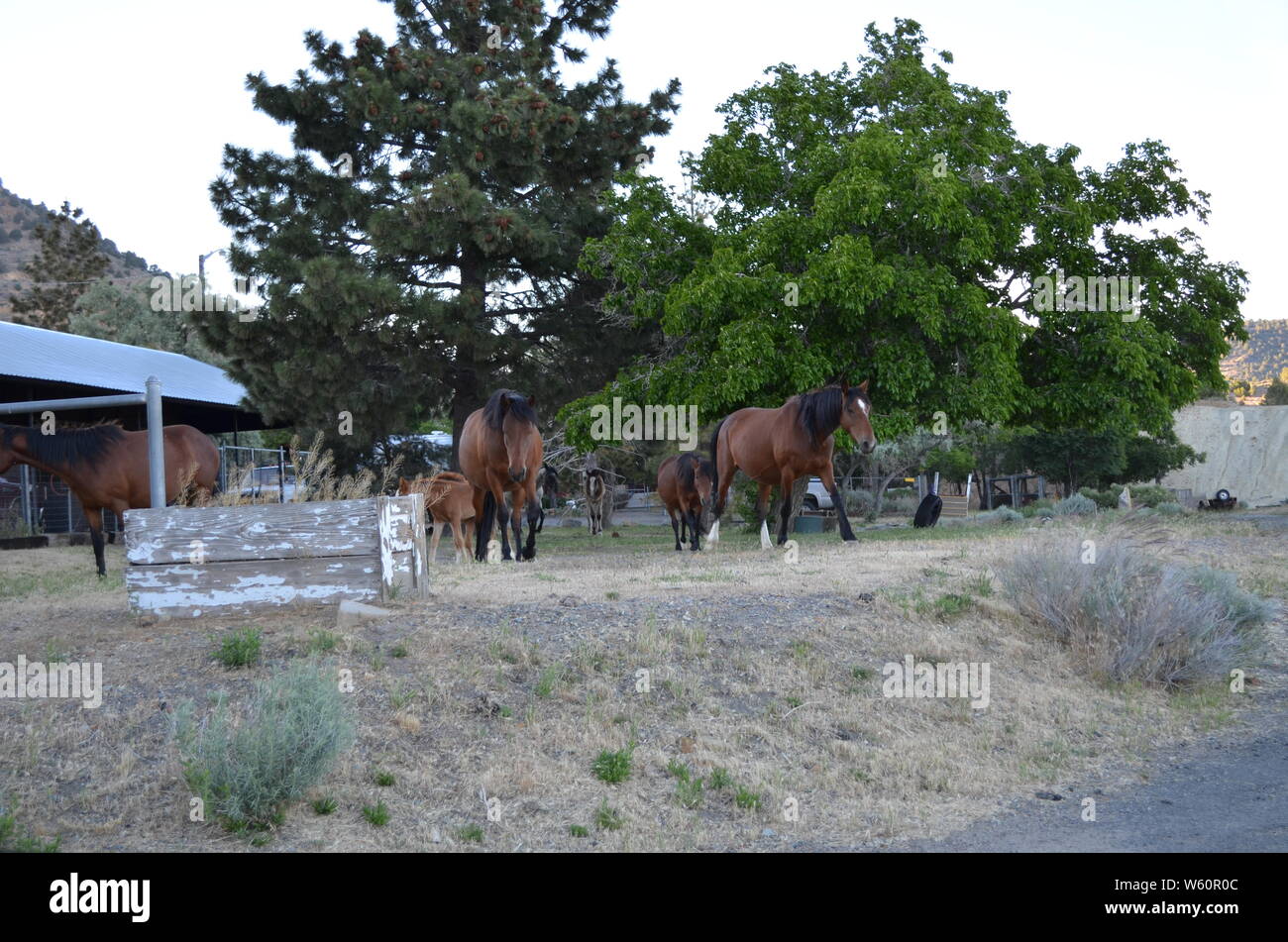 La fin du printemps dans le Nevada : Troupeau de Mustangs errer à travers Virginia City Banque D'Images