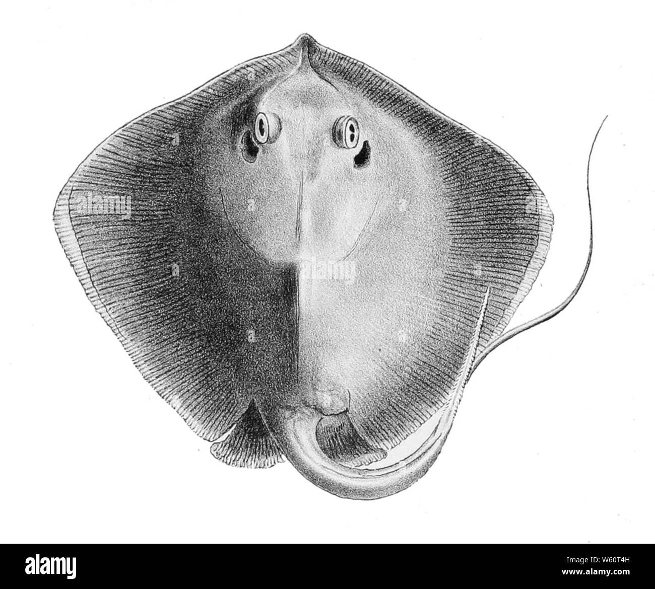 Dasyatis pastinaca. Banque D'Images