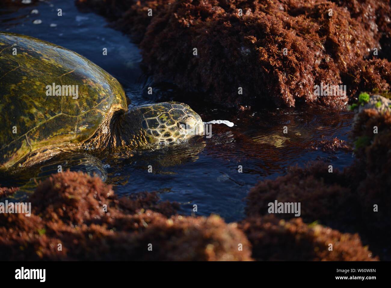 Paysage de tortues marines dans les eaux tropicales Banque D'Images