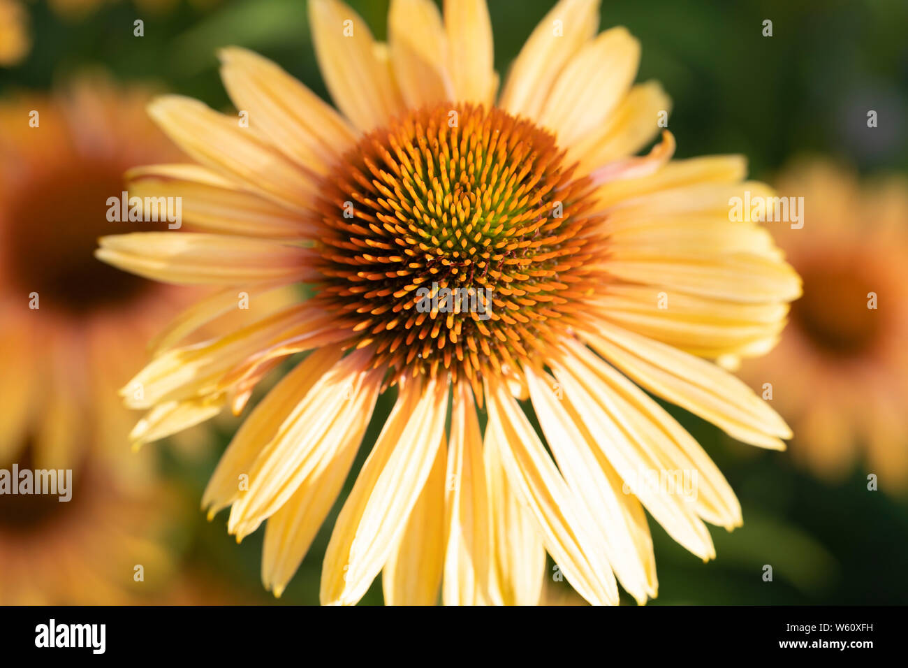 Un sombrero jaune sable d'échinacée (Echinacea) Hybride floraison jaune en Basse Autriche en Juillet Banque D'Images