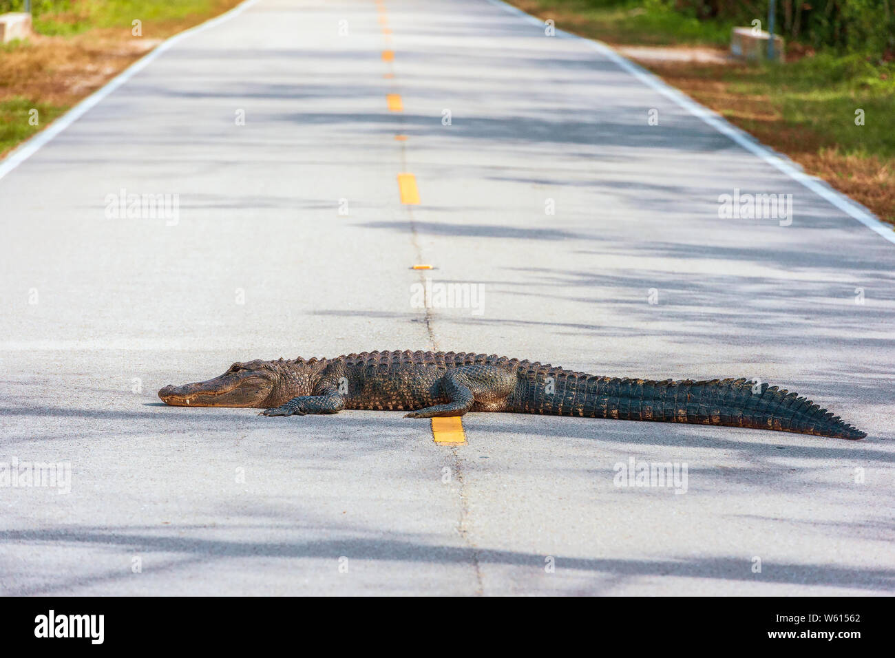 Alligator Alligator mississippiensis) (situé en face de la route. Big Cypress National Preserve. La Floride. USA Banque D'Images Alligator Alligator mississippiensis) (situé en face de la route. Big Cypress National Preserve. La Floride. USA Banque D'Images