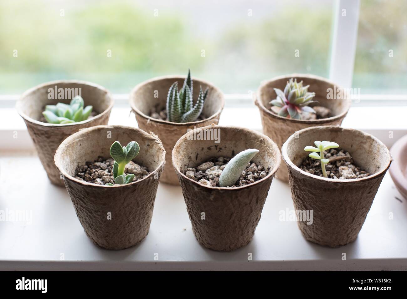 Des boutures de succulentes poussant dans des pots biodégradables sur un rebord de fenêtre. Banque D'Images