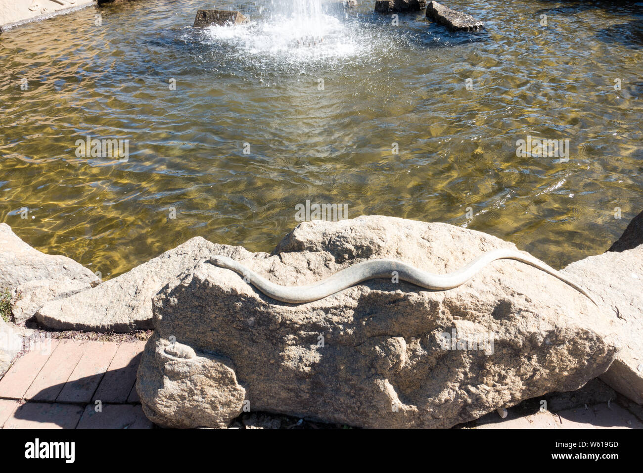 Serpent gravé sur du rock, à Tamworth Australie Bicentennial Park Fontaine. Banque D'Images