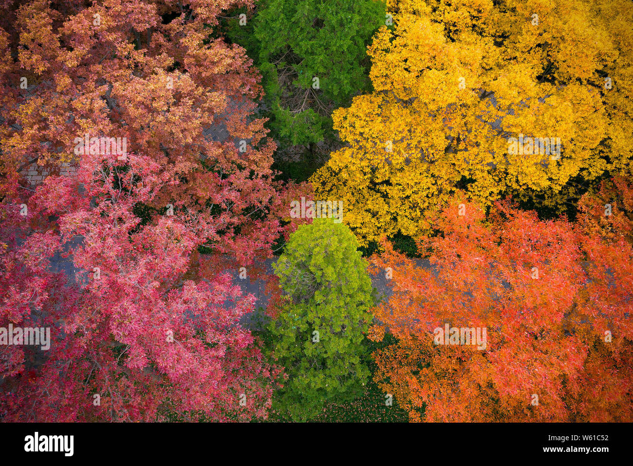 Une vue aérienne de l'autumn leaves in Ming Xiaoling mausolée à Nanjing, Jiangsu province de Chine orientale, le 13 octobre 2018. Banque D'Images