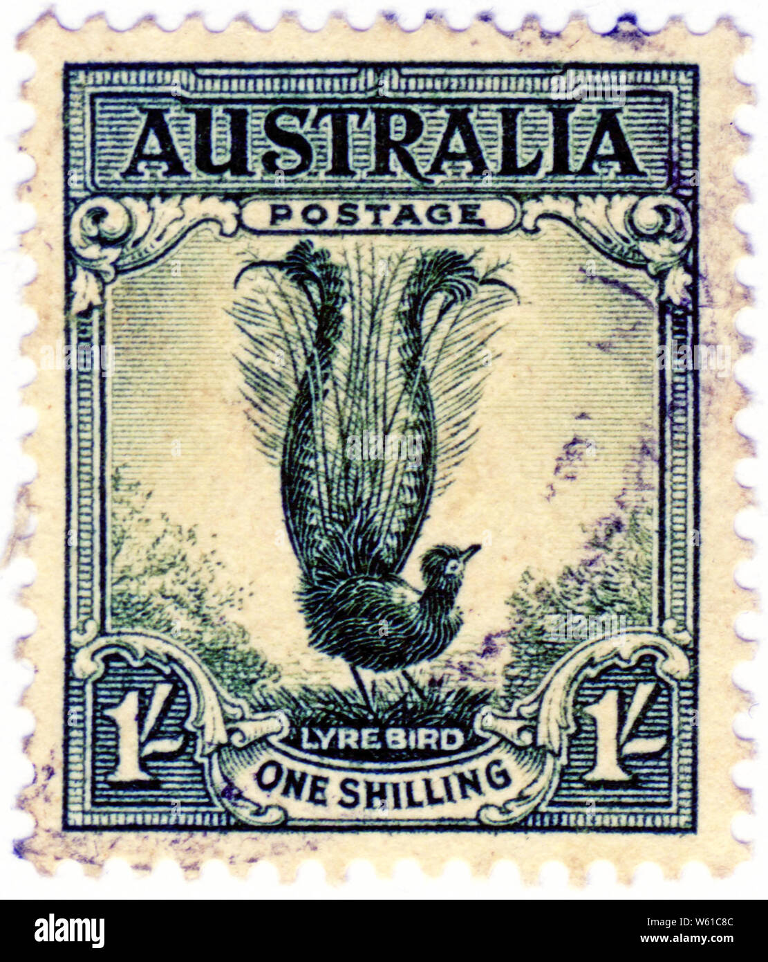 Un shilling timbre australien la lyre, l'un des oiseaux emblématiques dans le bush australien Banque D'Images