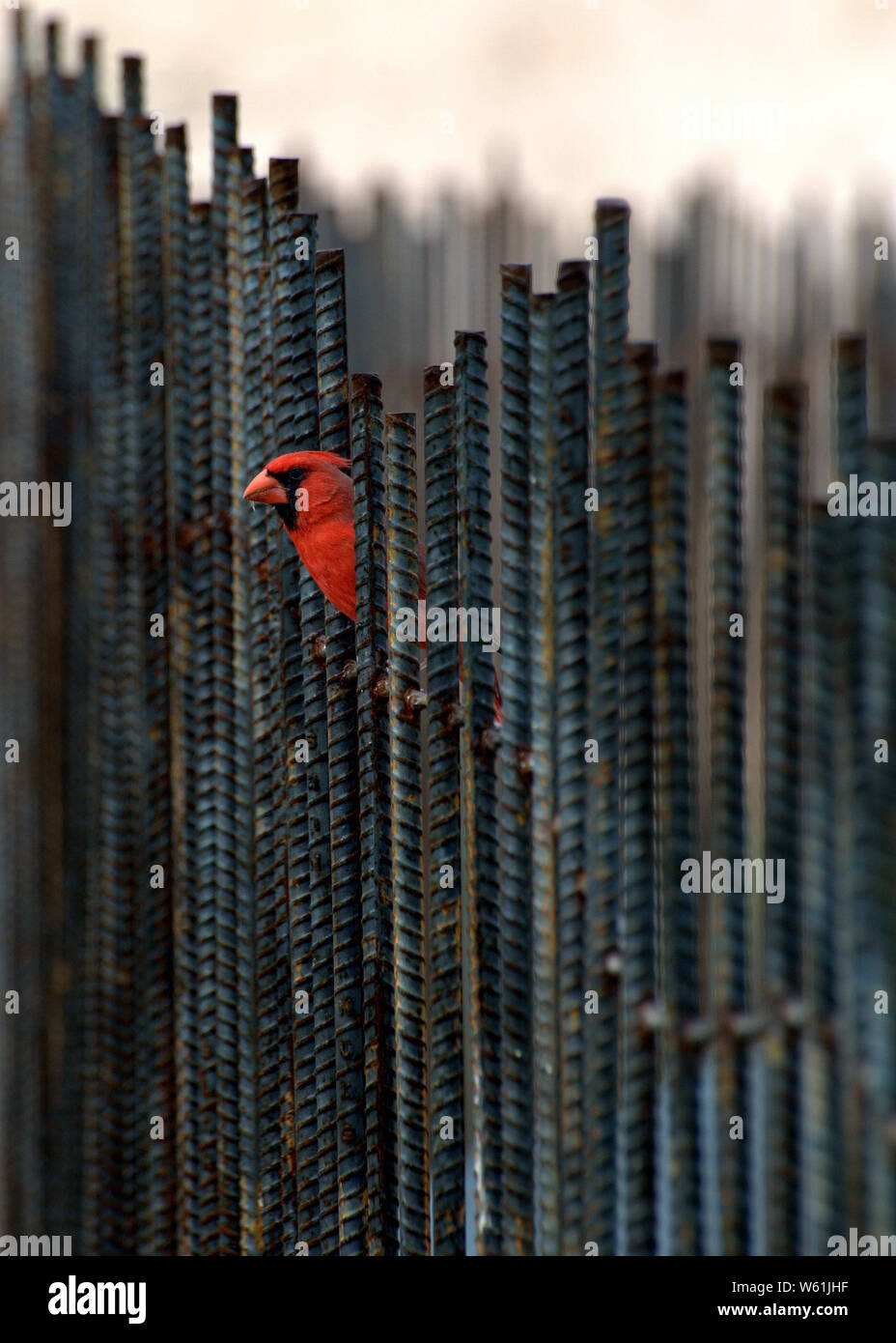 Homme oiseau cardinal perché sur un grillage d'armature Banque D'Images