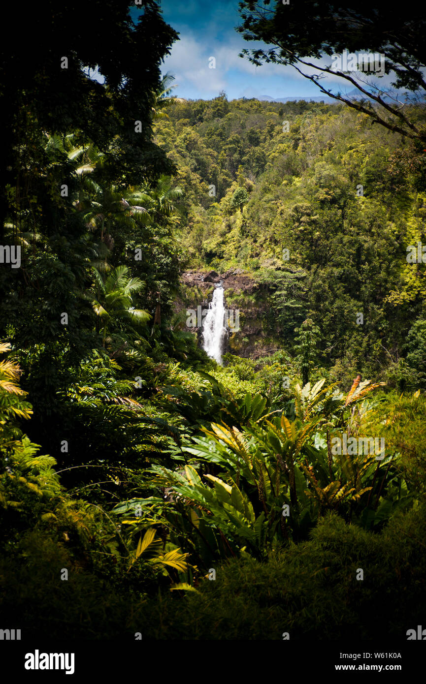 Cascade dans une luxuriante forêt tropicale sur la grande île d'Hawaï Banque D'Images