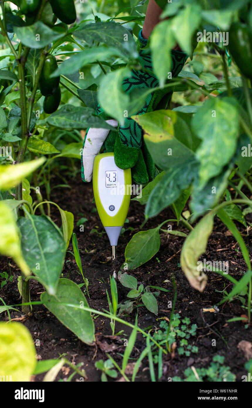 Testeur d'humidité dans le sol. Pour mesurer l'humidité avec appareil numérique. Concept pour la nouvelle technologie dans l'agriculture. Banque D'Images