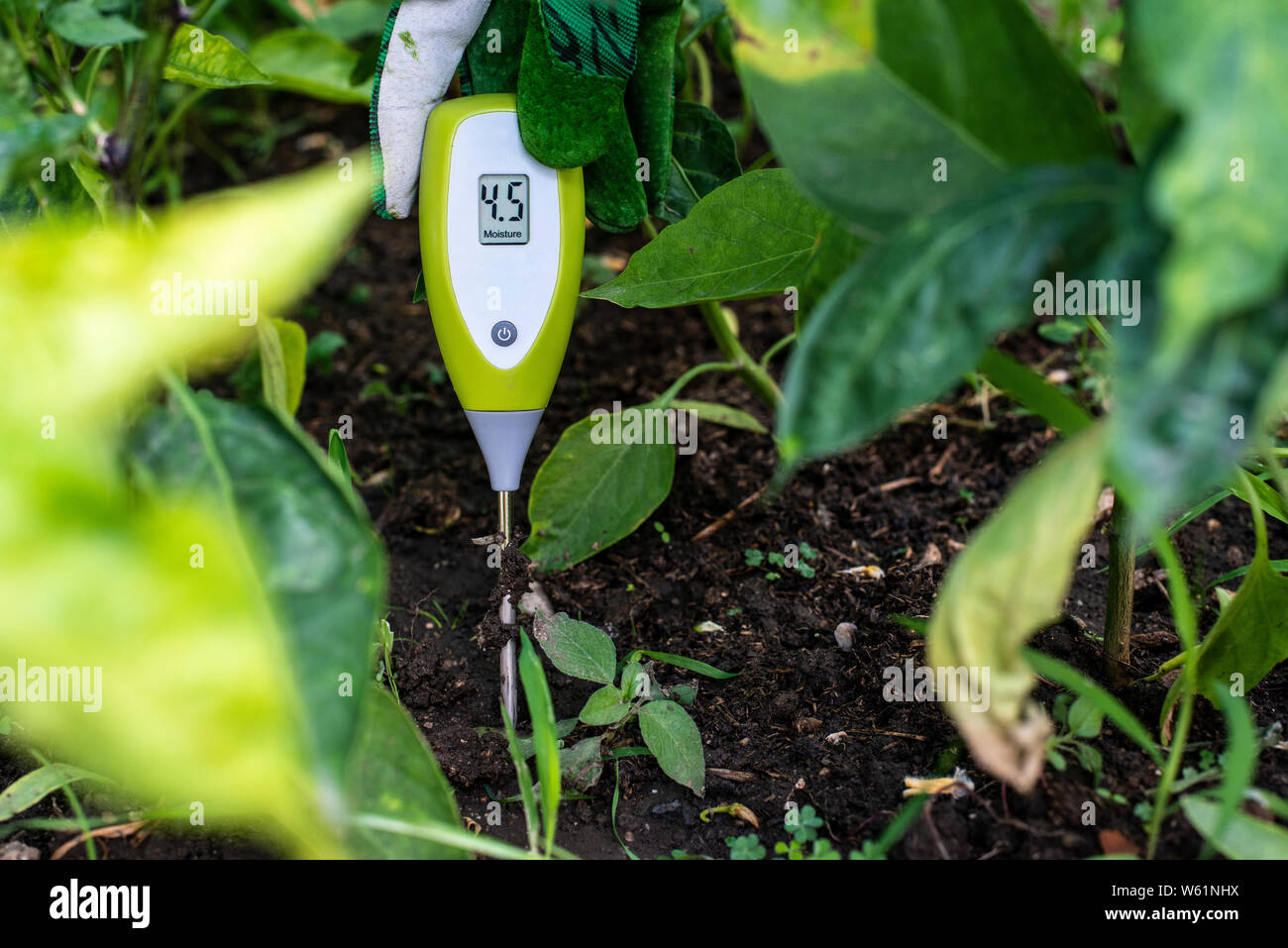 Testeur d'humidité dans le sol. Pour mesurer l'humidité avec appareil numérique. Concept pour la nouvelle technologie dans l'agriculture. Banque D'Images