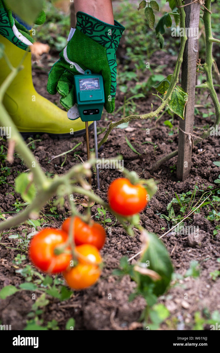 Testeur d'humidité dans le sol. Pour mesurer l'humidité sur les plants de tomates avec l'appareil numérique. Agricultrice dans un jardin. Concept pour les nouvelles technologies dans Banque D'Images