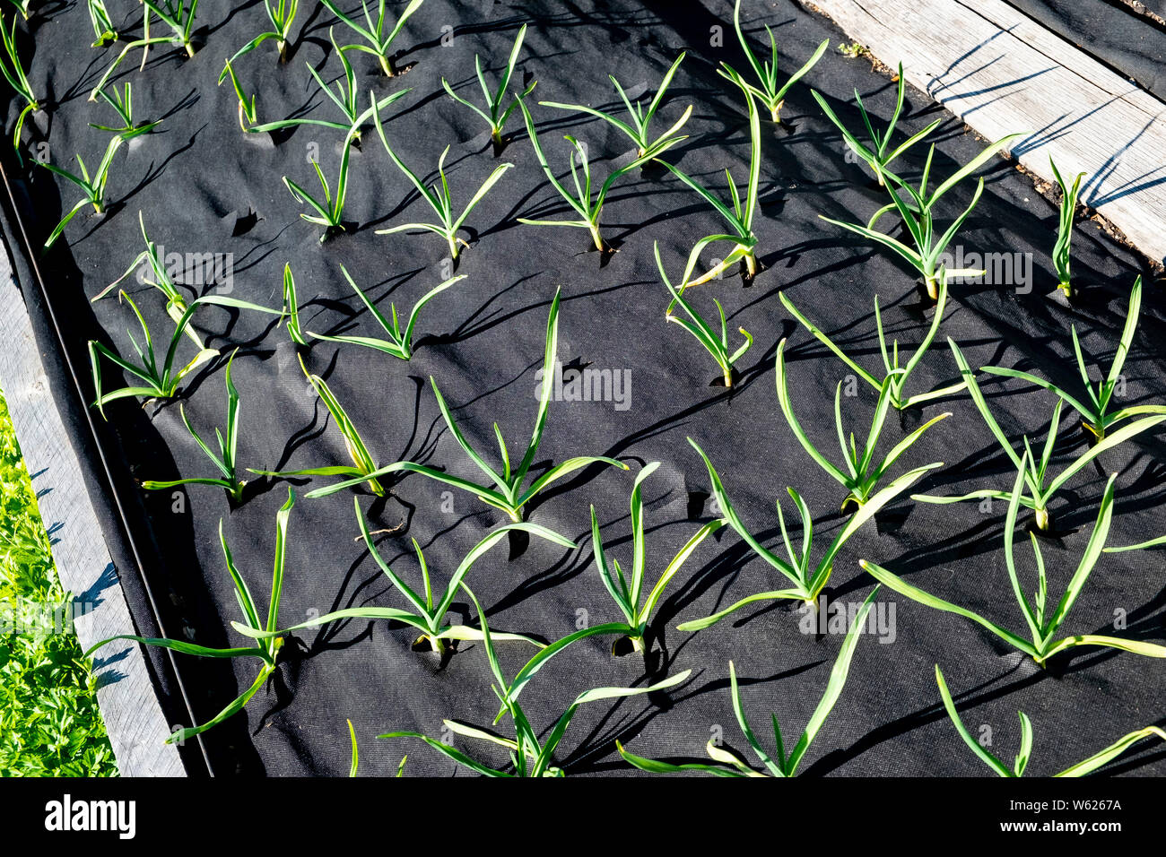 Les jeunes plants d'ail à l'abri de mauvaises herbes par cultivés par tissu gunnel mauvaises herbes Banque D'Images