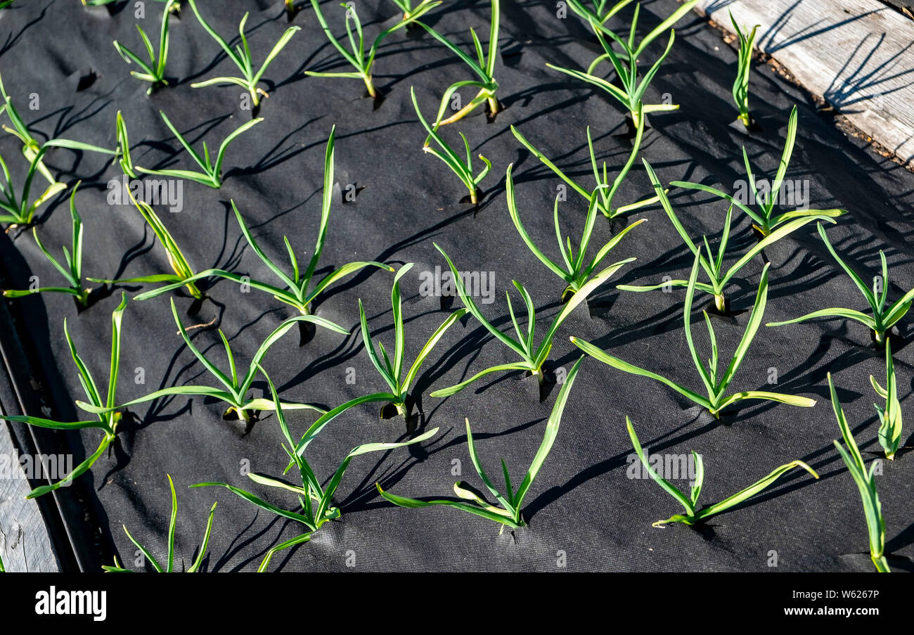 Les jeunes plants d'ail à l'abri de mauvaises herbes par cultivés par tissu gunnel mauvaises herbes Banque D'Images