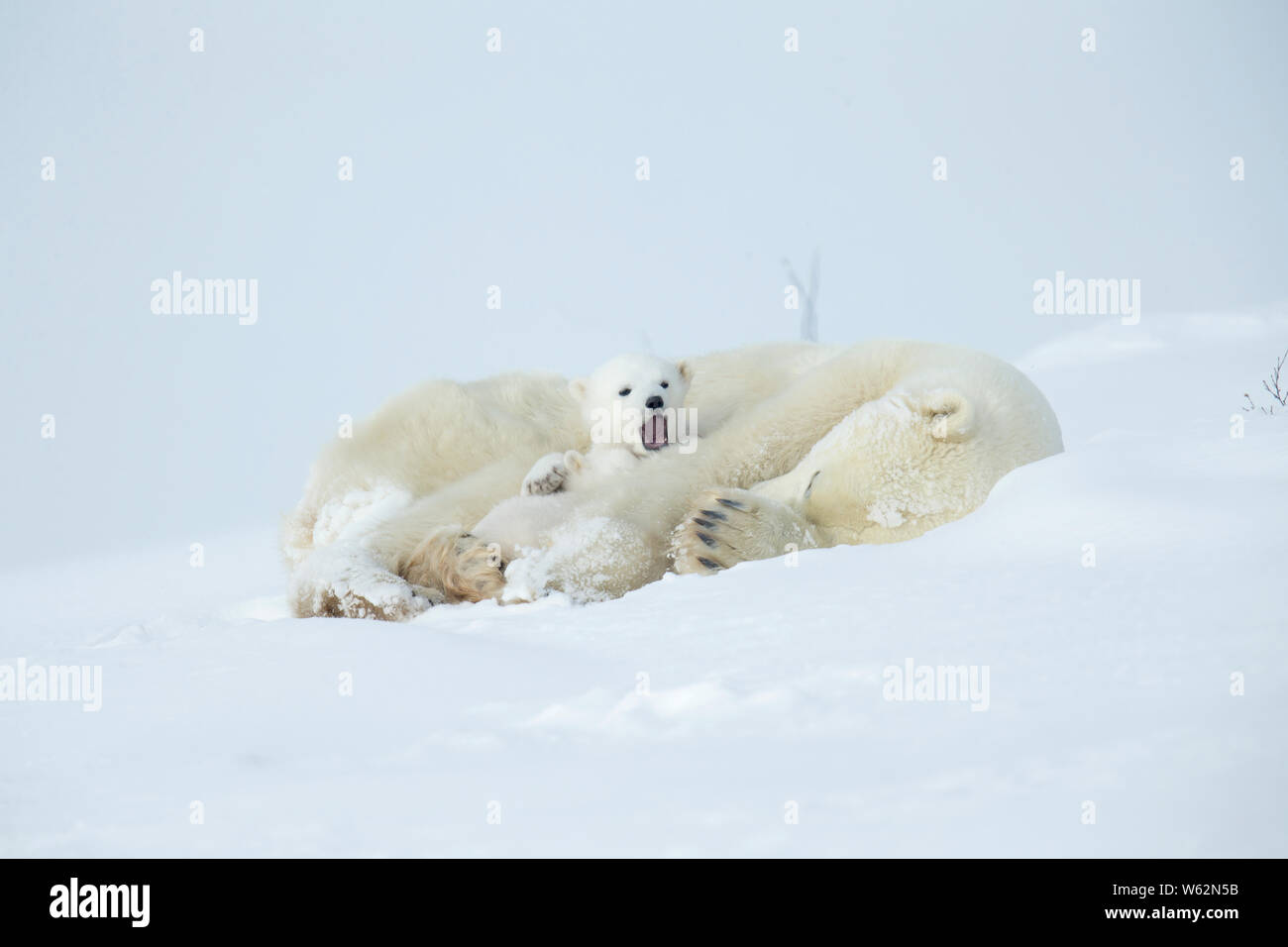 L'ours polaire et ses petits service de leur tanière au printemps Banque D'Images