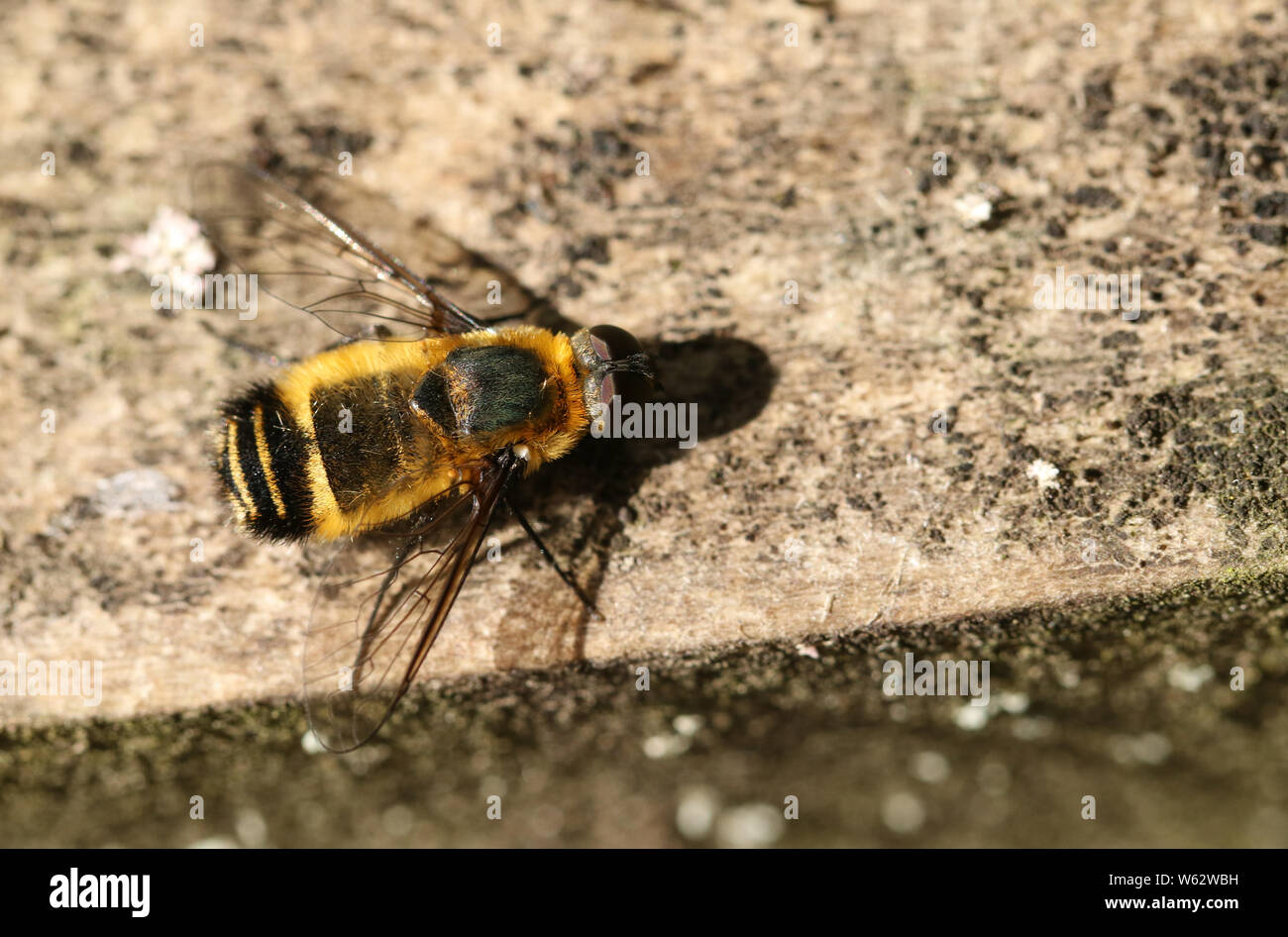 Une belle volée d'abeilles, la Villa Cingulata, perché sur un piquet de clôture en bordure de forêt. Banque D'Images