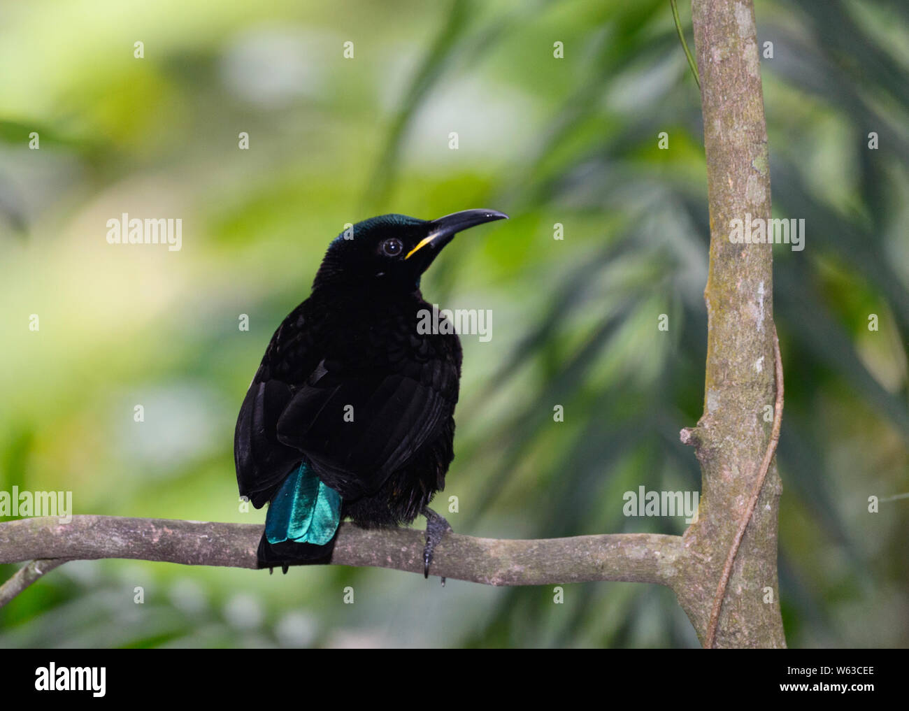 Portrait of a male Victoria's Riflebird (Ptiloris victoriae) sur un perchoir, un oiseau du paradis, d'Atherton, Queensland, Queensland, Austral Banque D'Images