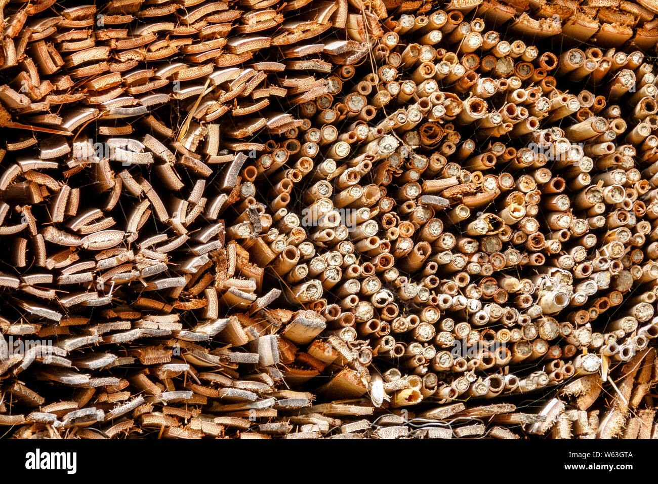 Bug Hotel matériel adapté aux abeilles solitaires, genre Megachyle, Bee Hotel Banque D'Images