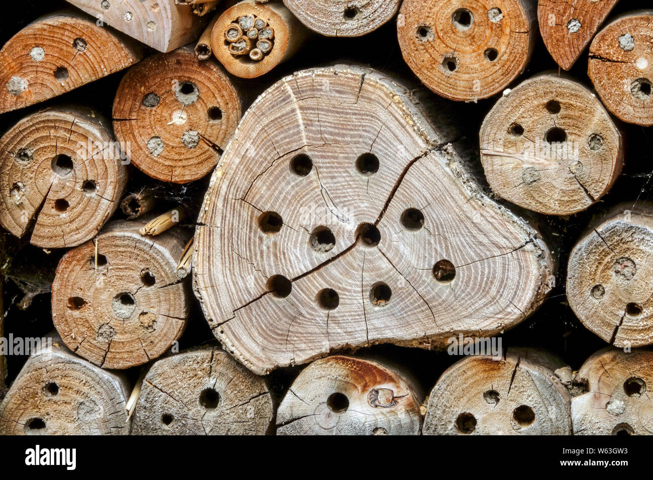 Bug Hotel, une aide à la nidification artificielle, offrant un abri et des installations de nidification pour les abeilles solitaires, du genre Anthidium Garden, insectes de pile de bois Banque D'Images