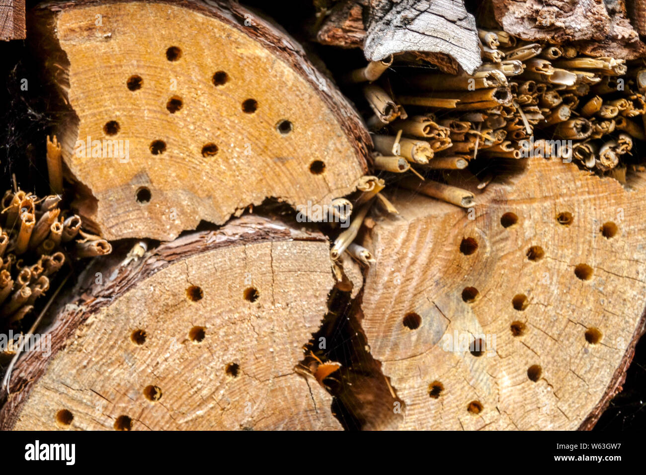 Bug Hotel trous matériels dans les vieux troncs d'arbres, adapté aux abeilles solitaires, insectes de pile de bois du genre Anthidium Garden Banque D'Images