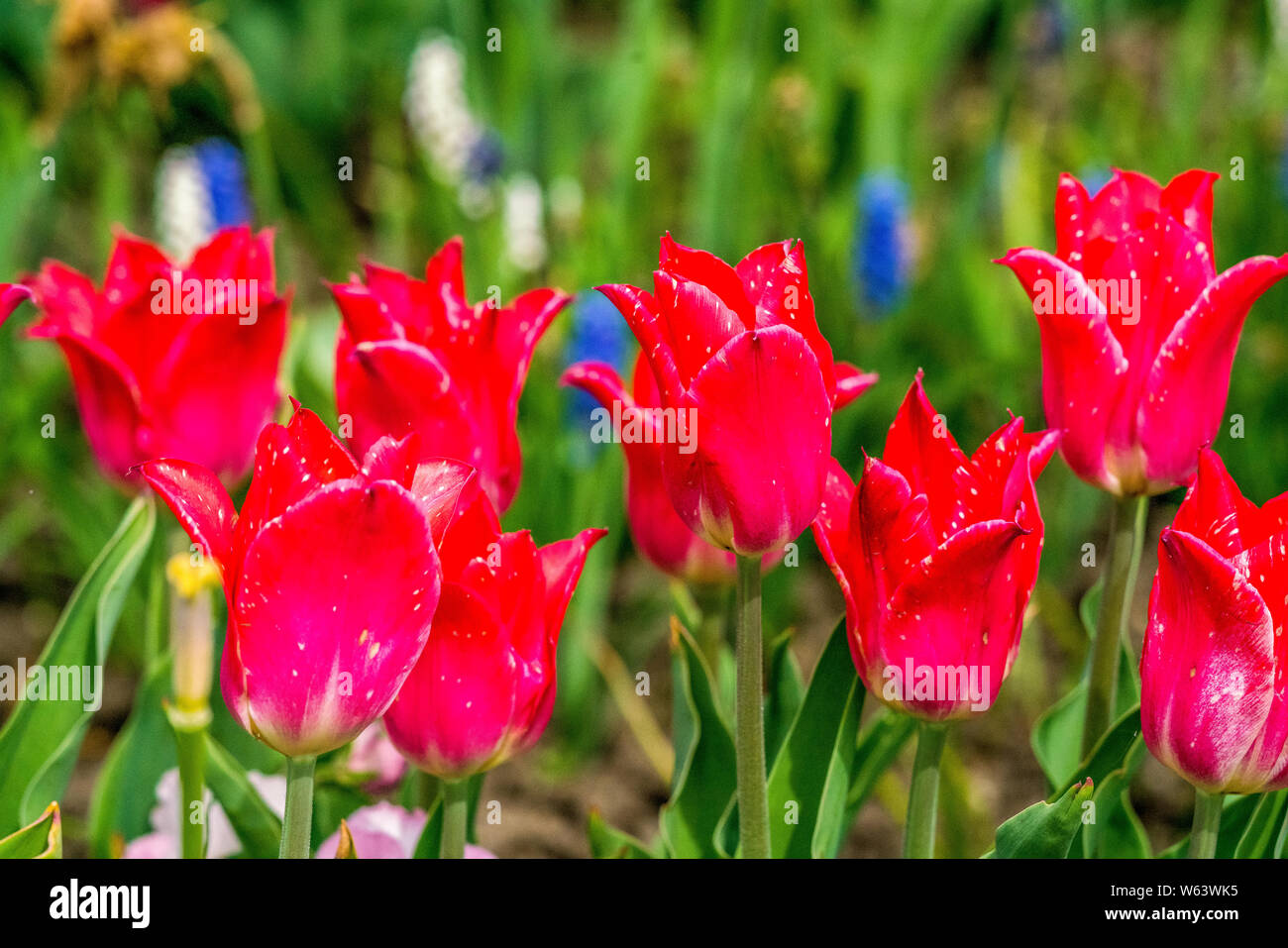 Groupe des belles tulipes rouges dans un jardin. Banque D'Images