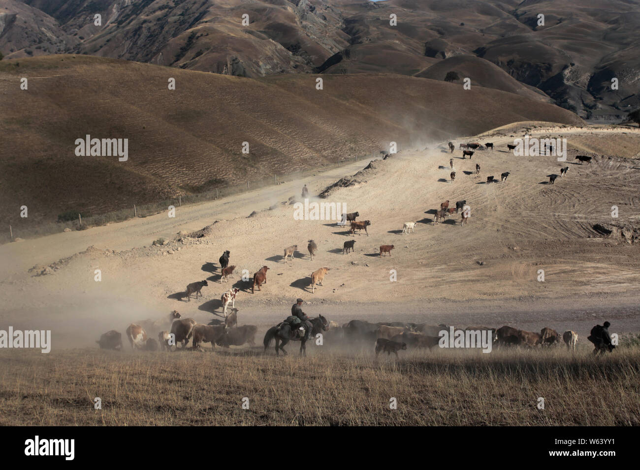 Un grand troupeau de moutons et de bovins passer à un pâturage d'automne au cours d'une migration du bétail en saison dans la ville de Yining, préfecture autonome Kazakh de SG, ni Banque D'Images