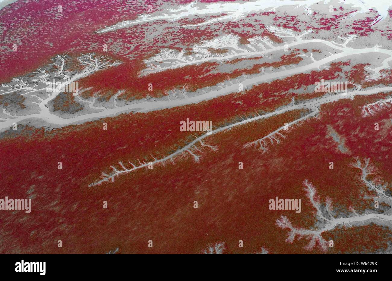 Vue aérienne de l'Liaohekou Honghaitan ou Plage Rouge National Marine Park ressemblant à des vaisseaux sanguins dans le comté de Dawa, Huizhou city, au nord-est de la Chine Liao Banque D'Images