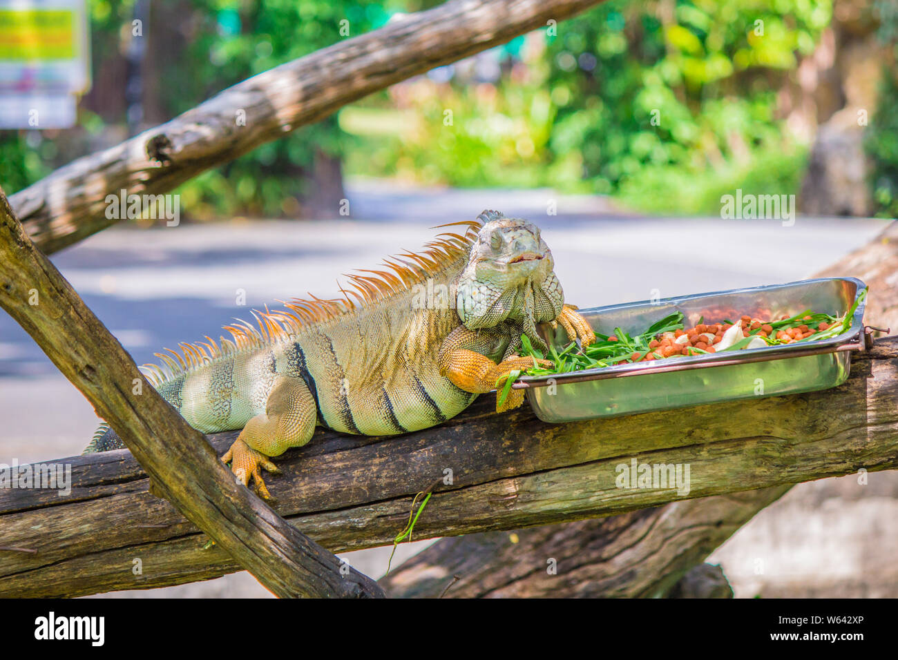 Manger des aliments dans un caméléon silver tray sur le bois. Banque D'Images