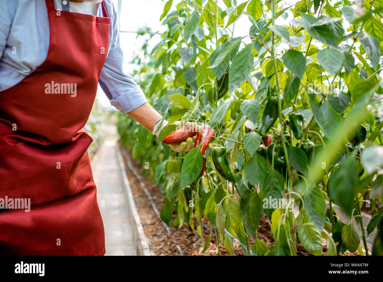 Man poivrons doux croissant dans une serre chaude, close-up sans visage. Concept d'une petite beauté Banque D'Images