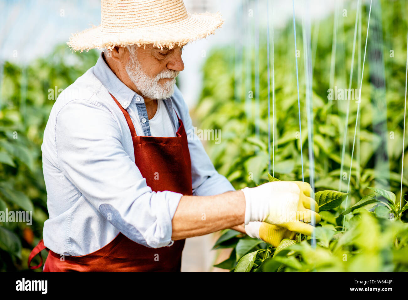 De plus en plus homme Senior poivrons, lier les branches jusqu'à la pépinière sur une petite ferme agricole. Concept d'une petite beauté et travail à reti Banque D'Images