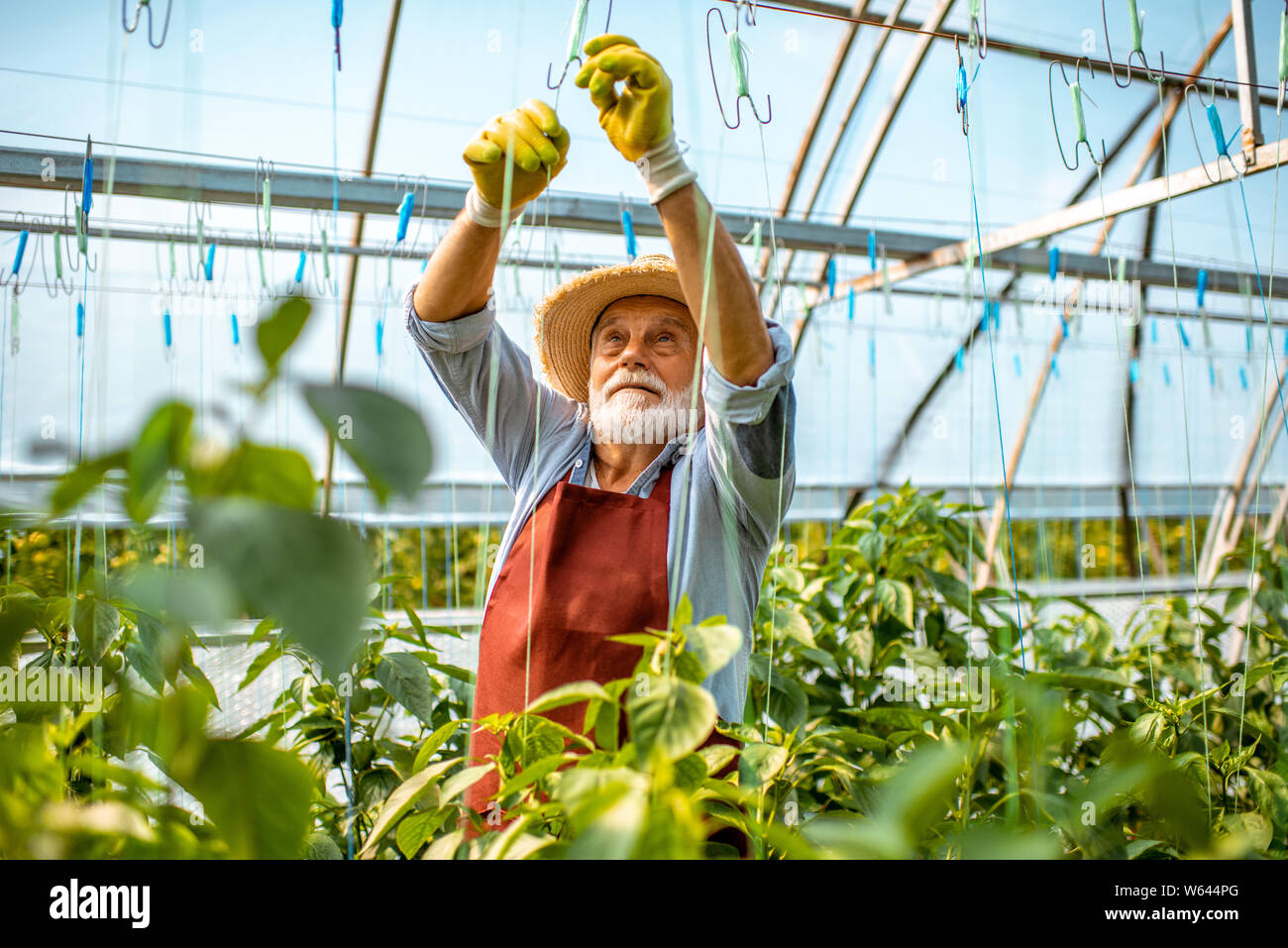 De plus en plus homme Senior poivrons, lier les branches jusqu'à la pépinière sur une petite ferme agricole. Concept d'une petite beauté et travail à reti Banque D'Images