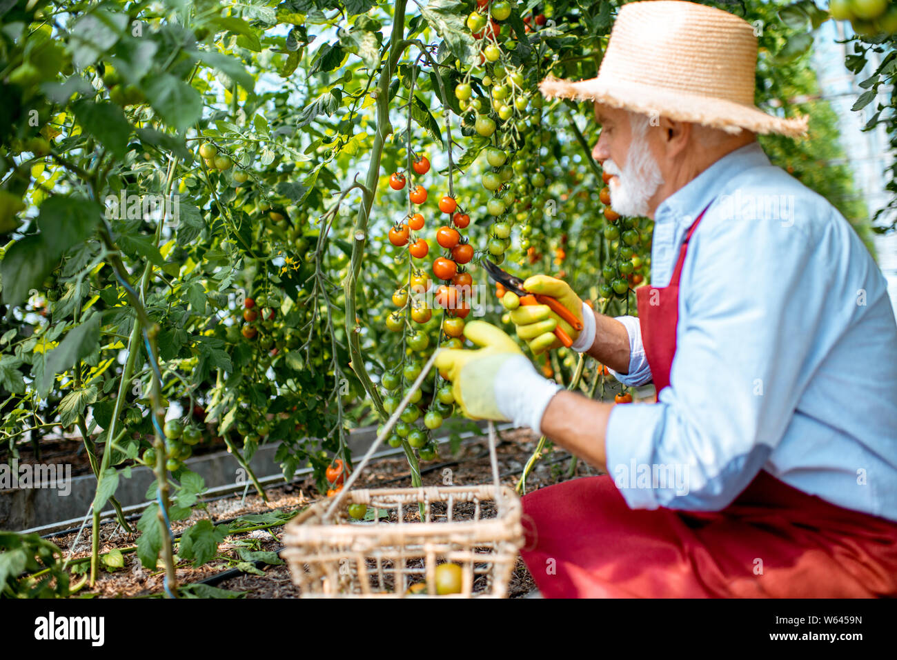 Man la collecte de la récolte de tomates dans la serre d'une petite ferme agricole. Concept d'une petite beauté et de travailler à l'âge de la retraite Banque D'Images