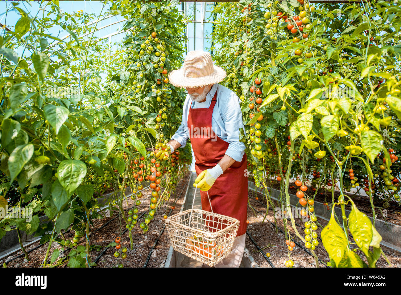 Man la collecte de la récolte de tomates dans la serre d'une petite ferme agricole. Concept d'une petite beauté et de travailler à l'âge de la retraite Banque D'Images