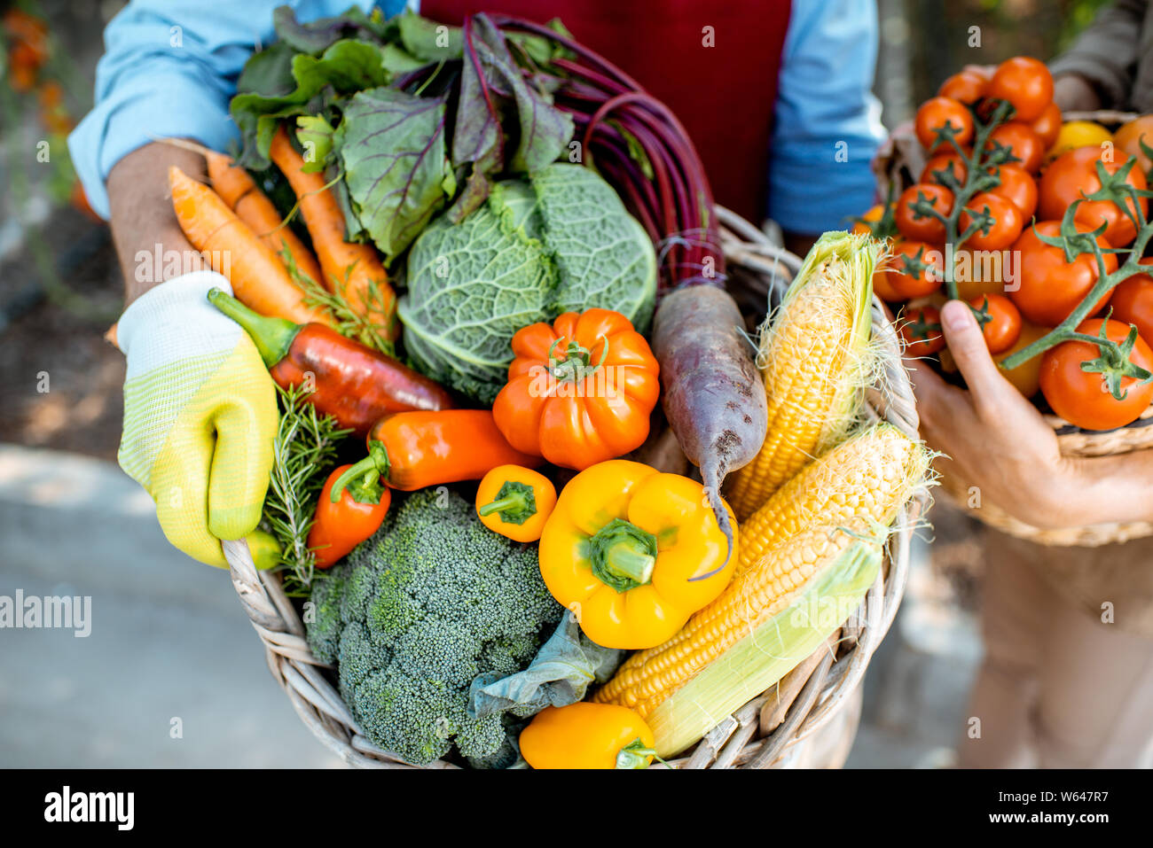 La tenue des paniers pleins de différents légumes fraîchement cueillis dans le contexte compétitif d'une exploitation agricole. Concept de saine alimentation et de moisson Banque D'Images