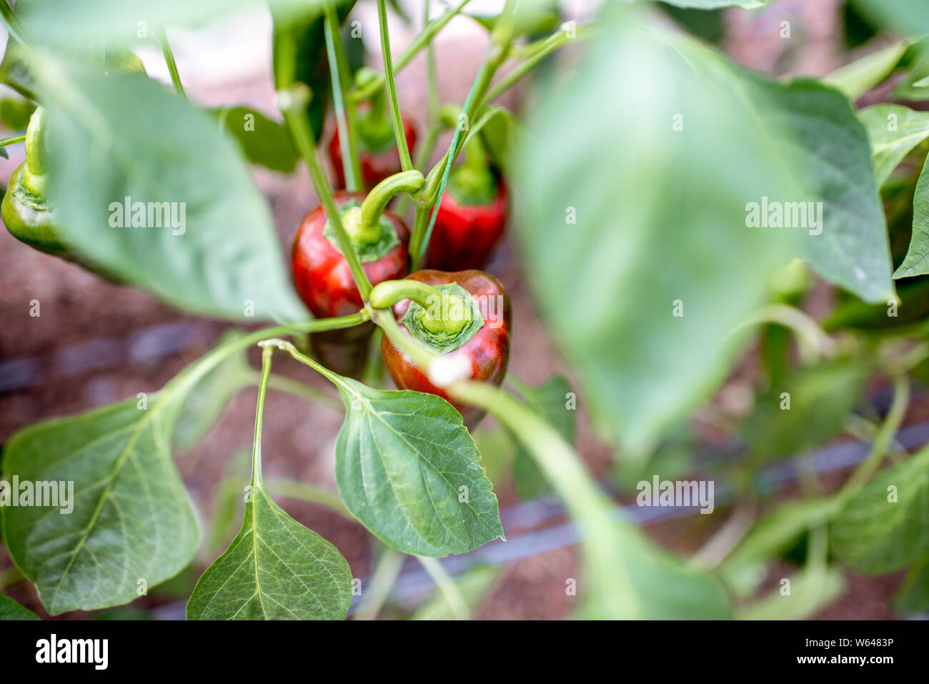 Plantation biologique avec des poivrons, close-up view Banque D'Images