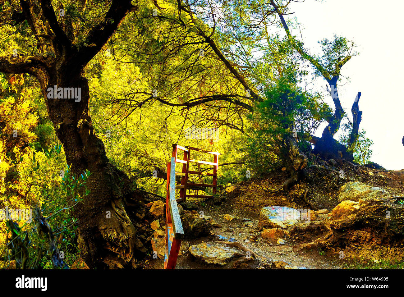 Beau coucher de soleil sur le paysage de montagne au Maroc. Sur l'image il y a un grand arbre dans la forêt à travers la couronne de qui le soleil fait son chemin, un Banque D'Images