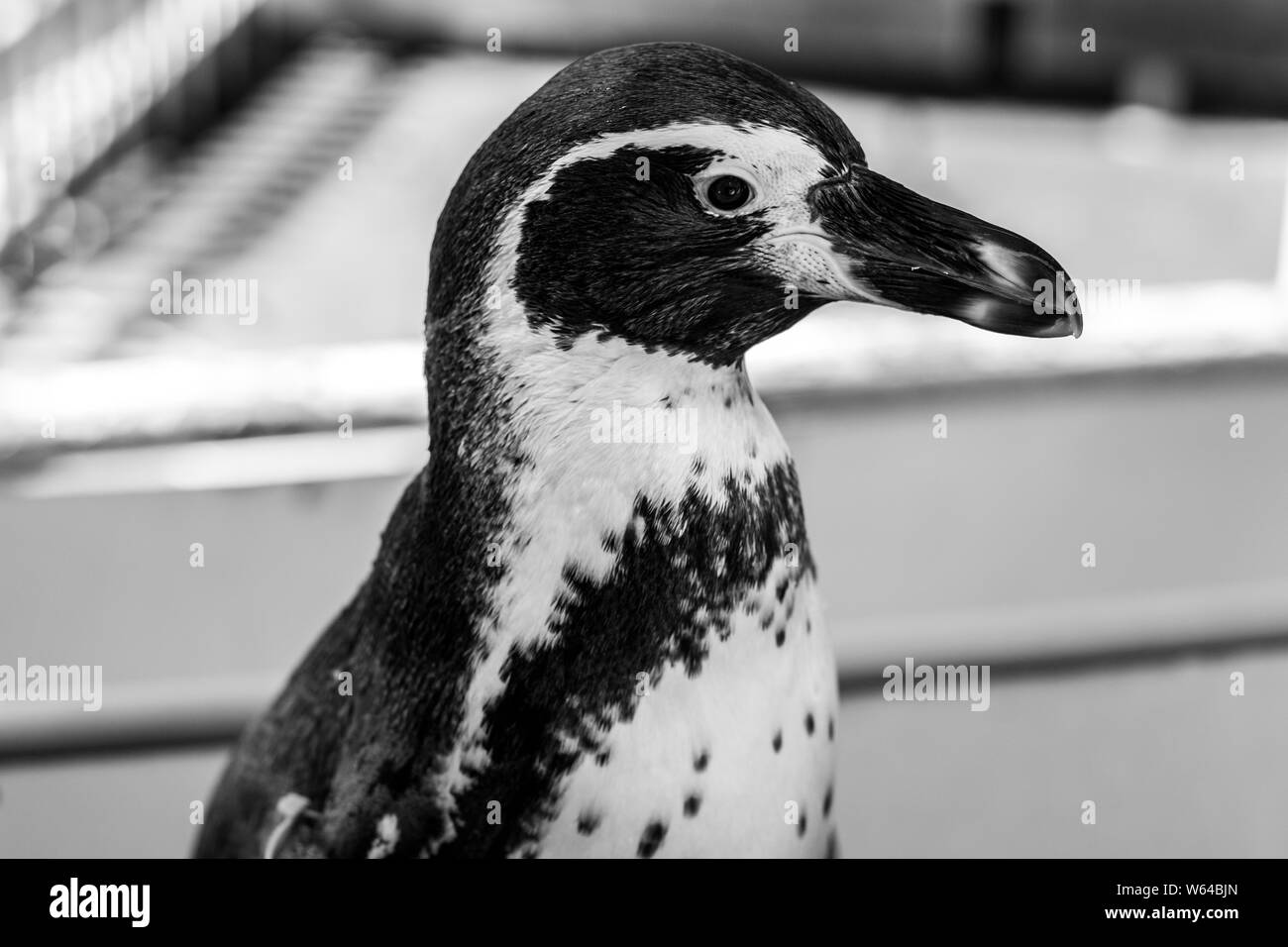 Les pingouins sont humides. Pingouins nager. Pingouins Shag. Banque D'Images