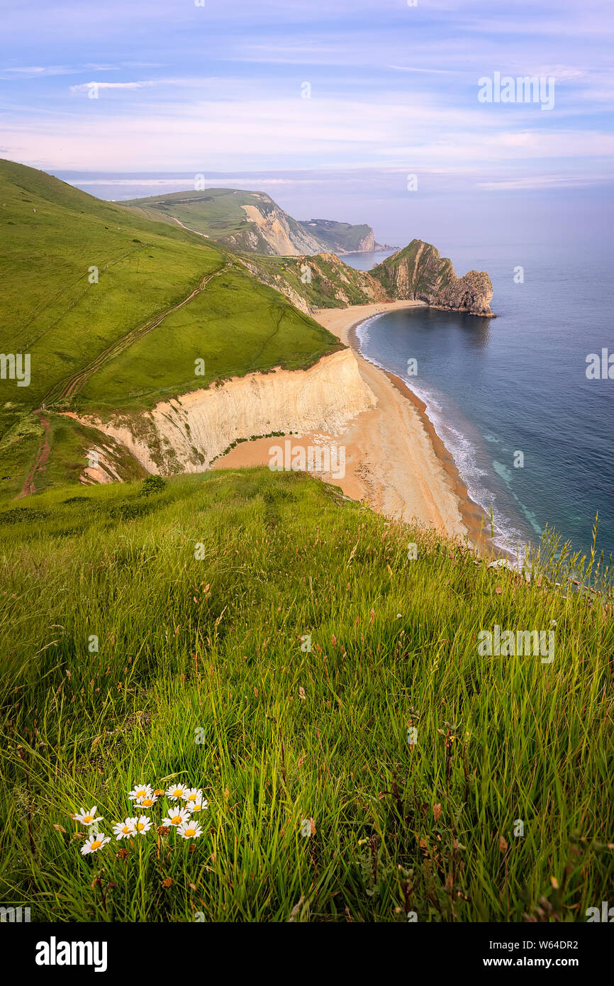 La Durdle Door arch rock et l'épanouissement des fleurs sur la côte du Dorset du sud de l'Angleterre au coucher du soleil. La Côte Jurassique, UK Banque D'Images