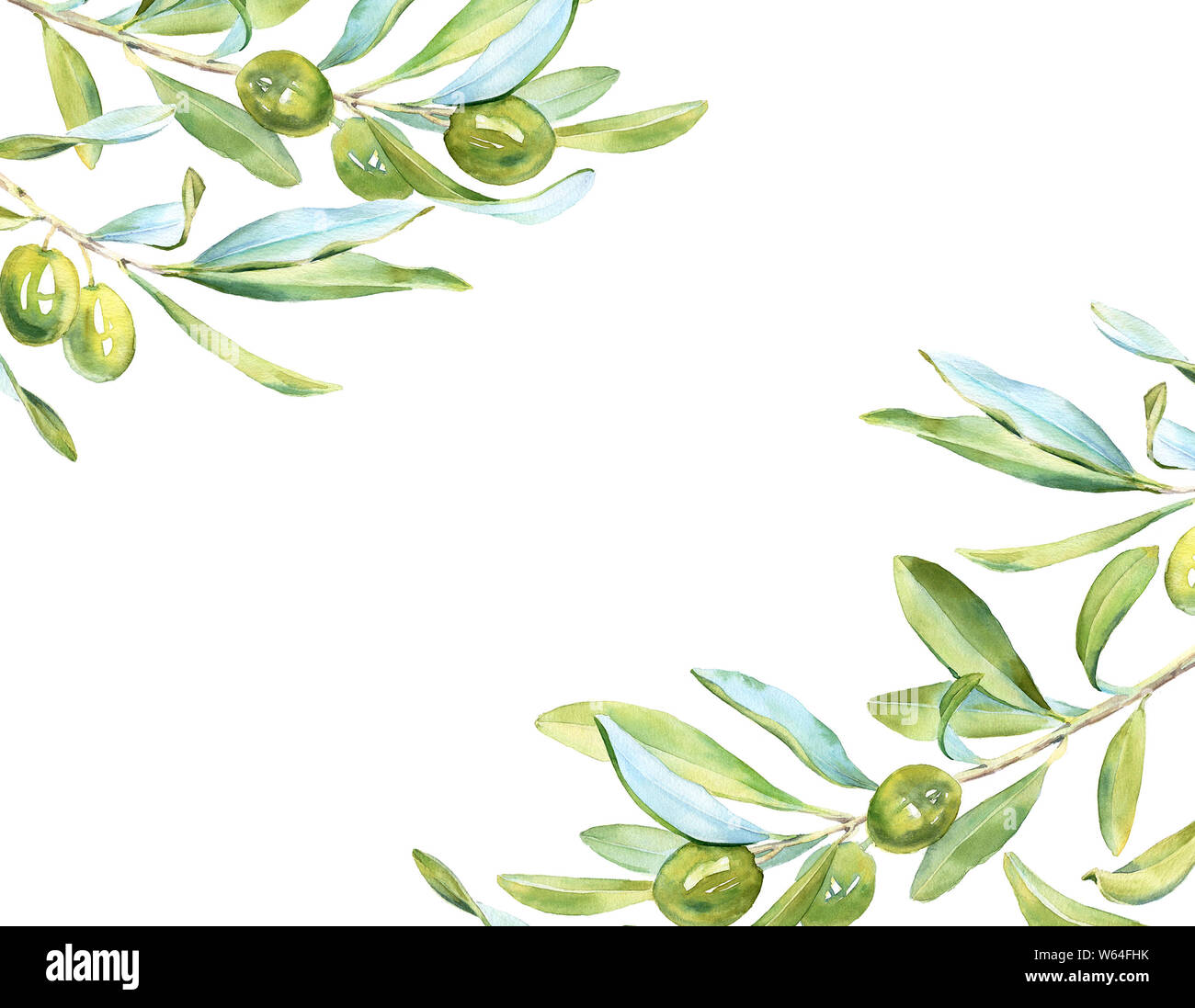 Aquarelle botanique réaliste de la structure horizontale de l'arbre d'olives vertes feuilles : direction générale de l'illustration commerciale détaillée clipart isolé sur blanc part Banque D'Images